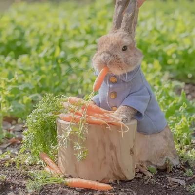 兔兔真可爱