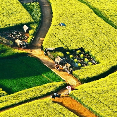 2023最新唯美油菜花风景头像