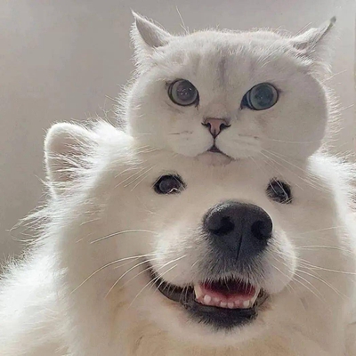 猫和狗情侣头像高清图片