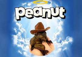 PNUT有哪些实际应用场景？PNUT如何参与Web3生态？